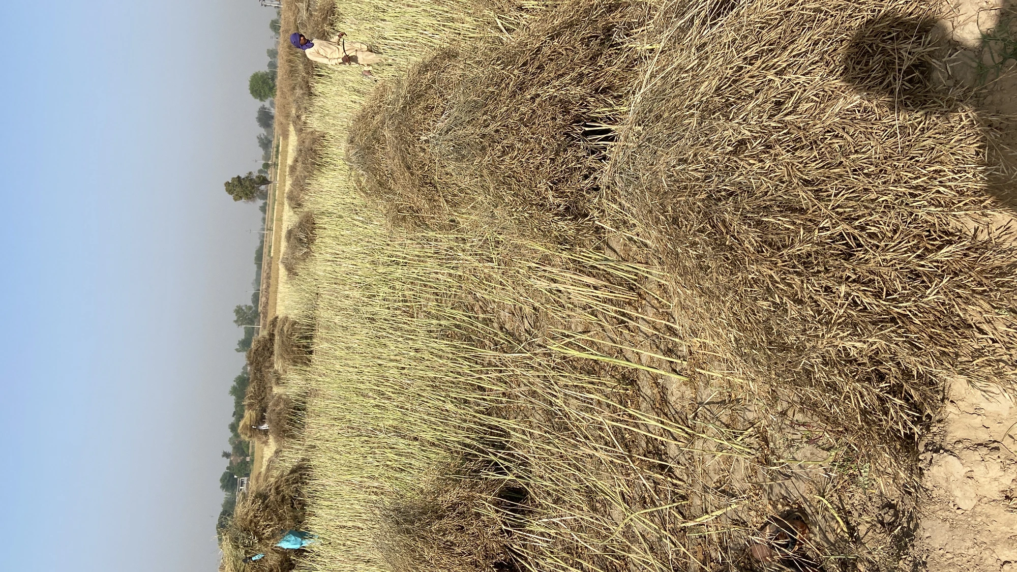 Standing crop, village Makha
